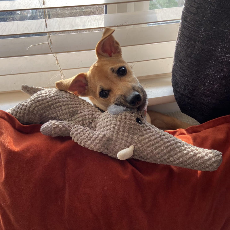 Maximus – Ekstra sterke hundeleker for aktive tyggere