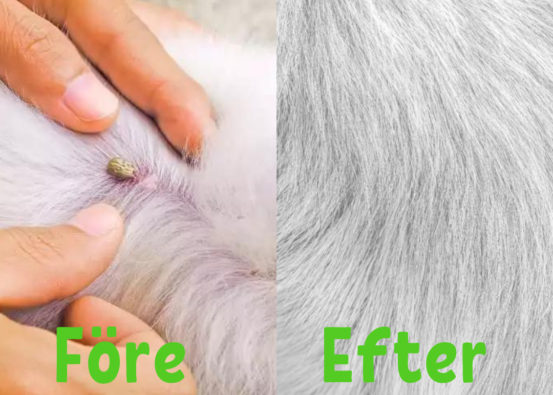 FleaGuard – Beskyttende halsbånd for kjæledyr mot flått og lopper