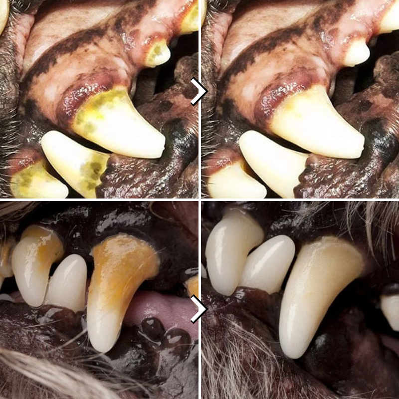 PlayPaw – Stabil trekkleke med sugekopp og godteribolle